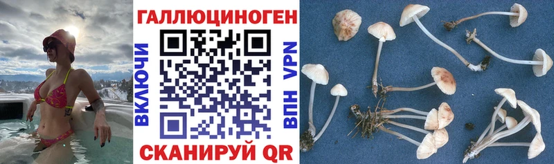mega онион  Калининец  Галлюциногенные грибы мицелий 